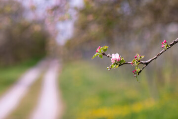 Kirsche, Kirschblüten, Blüte, Frühling, Schön, Rosa, Wunderschön, Blume, 
