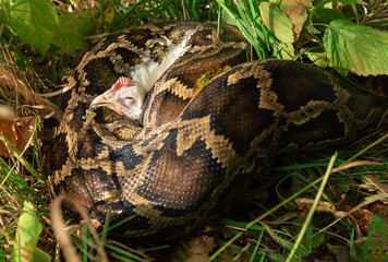 The Python has captured its prey. Capture a chicken with a boa constrictor. Boa in the grass	