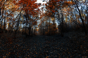 Obraz premium Herbst, Bäume, Wiese, Gras, Orange, Wald, Waldweg 