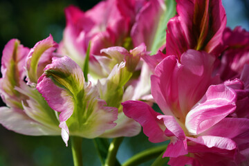 Tulpe, Papageitulpe, Garten