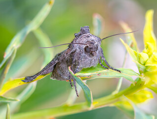 hawk-moth sitting on a plant leaf