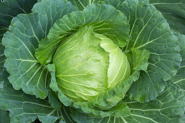 Obraz premium head of cabbage on the field