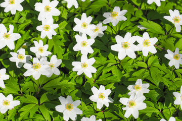 Anemone nemorosa or wood anemone, windflower, thimbleweed, early spring flowers Ranunculaceae, top view