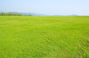 green field and blue sky
