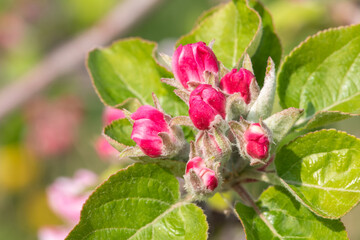 Macro shot of an apple branch at the pink bud growth stage