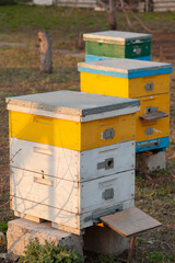 Wooden hives for bees in the garden