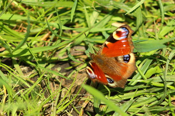 Butterfly in the rays of the spring sun.