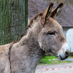 Portrait eines Esels