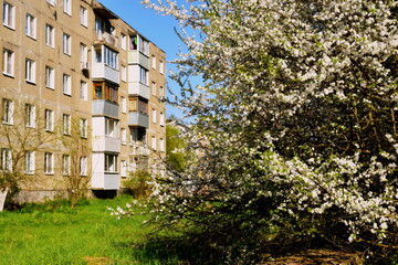 Blooming apple tree near a residential building