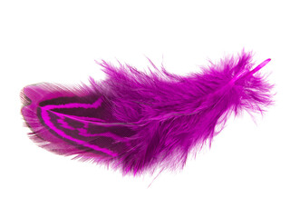 Elegant violet pheasant feather isolated on the white background