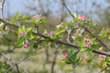 Close up of an apple branch at the pink bud growth stage