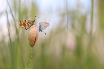 due farfalle su un fiore di papavero