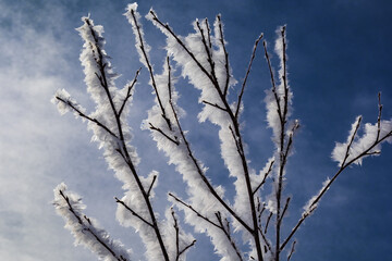 Fluffy frost on the branches of a tree