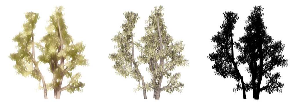 Set or collection of Common Hazel trees, painted, natural and as a black silhouette on white background. Concept or conceptual 3d illustration for nature, ecology and conservation, strength endurance