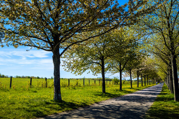 Frühling in Hannover Kronsberg.