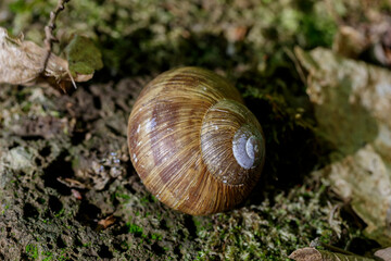 A snail in its habitat