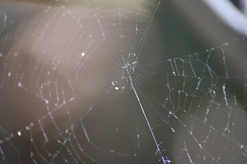 spider on web