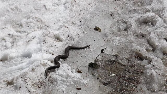 Rettile, serpente e vipera sulla neve a Villandro in alto adige