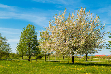 Frühling in Hannover Kronsberg.