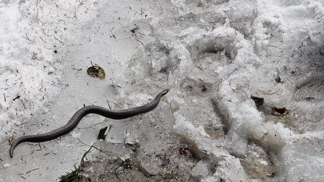 Serpente vipera strisciante sulla neve a Villandro