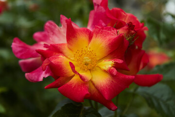 Obraz na płótnie Canvas Aerial view of red and orange rose. Selective focus.