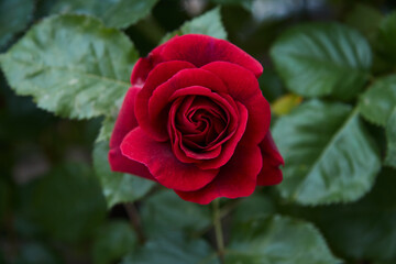 Aerial view of red rose.