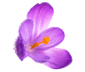 Fresh spring flower - crocus flower in water drops isolated on a white background.