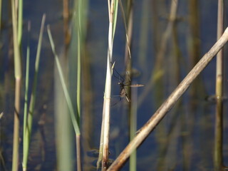 crane fly settled on reed stem