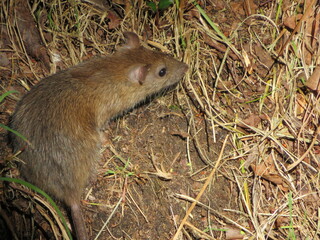 beautiful mouse in the countryside looking for food