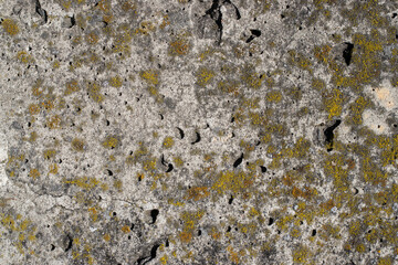 Grunge abstract surface with green moss. Beton structure texture