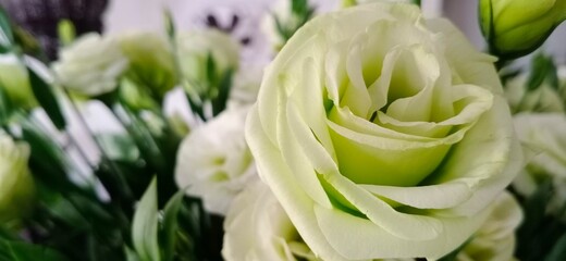 Fototapeta premium flower, Lisianthus