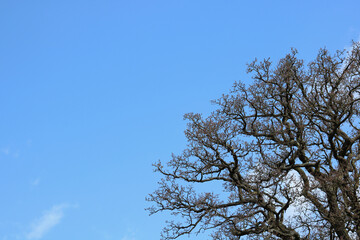 Tree in spring with blue sky background with copy space