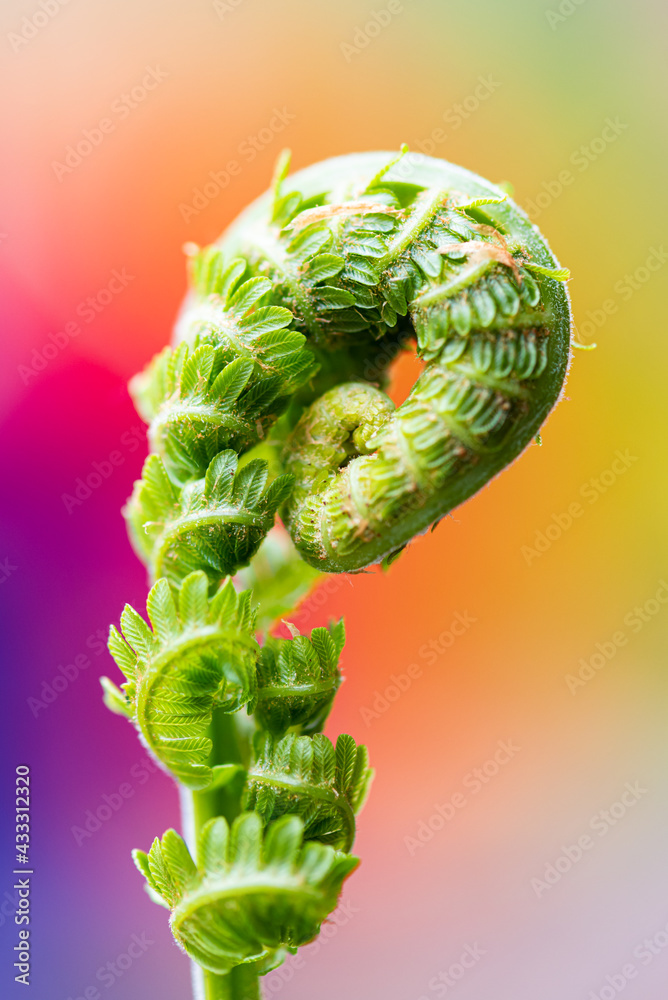 Wall mural Macro close up fern coiled with colorful background out of focus