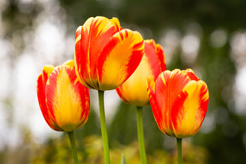 Obraz premium Bright red and yellow tulips shot from low interesting perspective. 