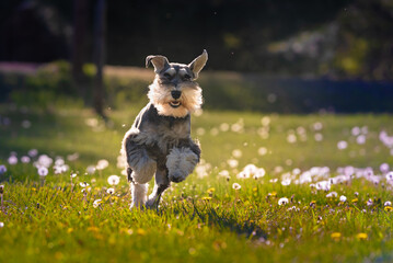 schnauzer dog running happily on green grass with yellow dandelions. miniature schnauzer dog with...
