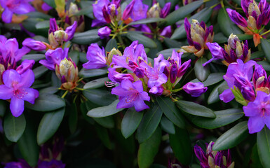 Blurred abstract nature background. Soft flowers texture. Vague purple colors, abstract nature texture. Rhododendron Mucronulatum in home garden