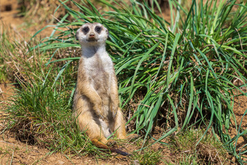 Small wild meerkat animal in a natural enclosure.