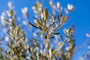 Olive Tree Branch. Focus in the center.