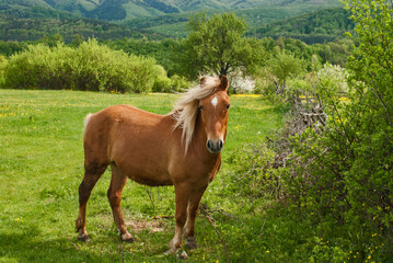 Fototapeta na wymiar Young foal blonde hair horse closeup on rural country background