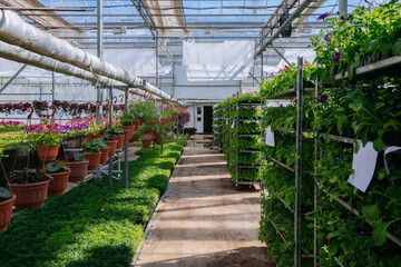 Growing of flower seedlings on shelves in greenhouse