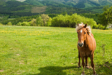Young foal blonde hair horse closeup on rural country background