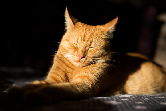 Photo of a ginger cat at home