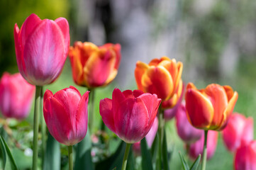Amazing garden field with tulips of various bright rainbow color petals, beautiful bouquet of colors in sunlight daylight
