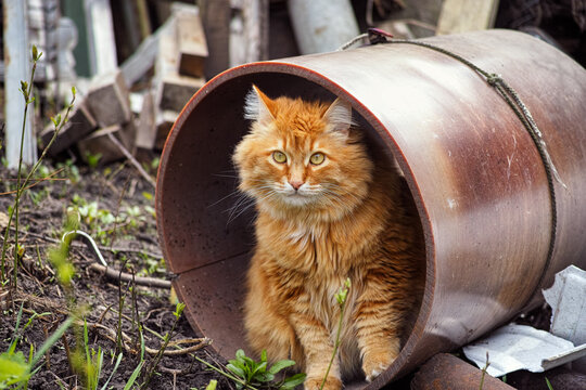 A Stray Cat Sitting Inside Of A Pipe On An Abandoned Territory