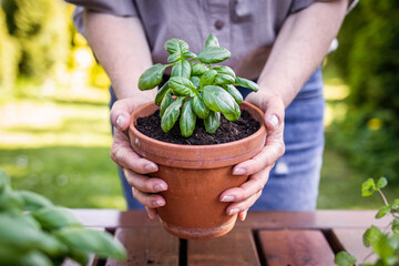 Woman holding planted basil herb in terracotta flower pot. Gardening and planting in springtime. 
