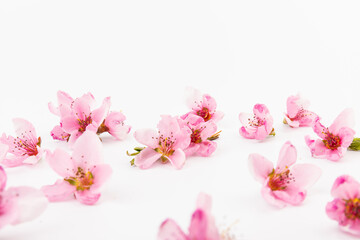 Naklejka na ściany i meble Peach flowers, isolated on white background.