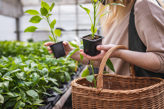 Woman choosing which peppers plant to buy in garden center. Customer shopping vegetable seedling in spring