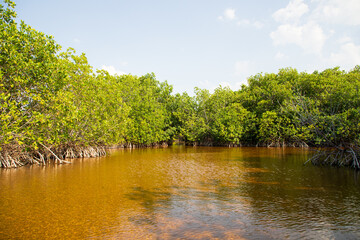 aventura en el manglar