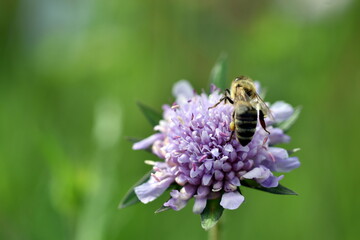 Biene auf einer Witwenblume