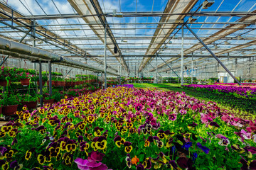 Blooming multi-colored violets grown in modern greenhouse, selective focus